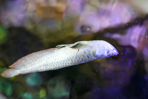 arowana