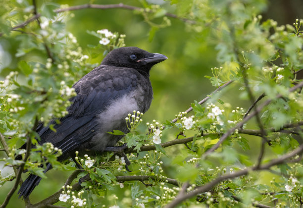 raven