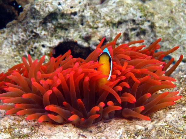 anemonefish