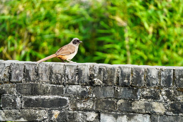 laughingthrush