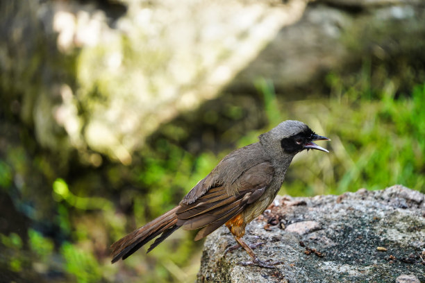 laughingthrush