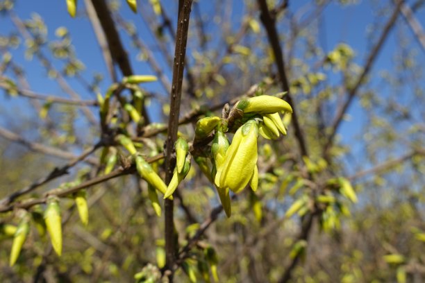 forsythia