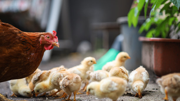 hen
