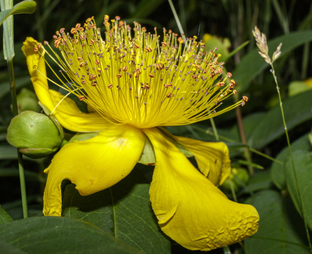 stamens