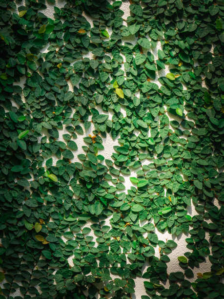爬满的墙绿植