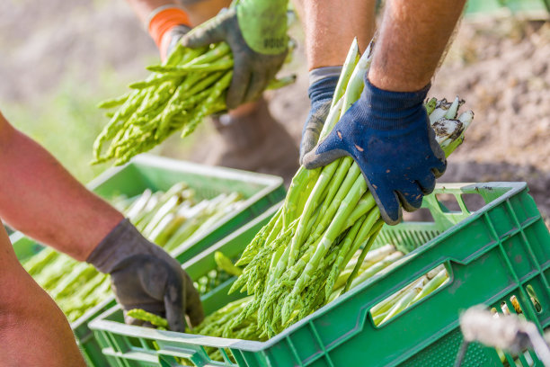 asparagus