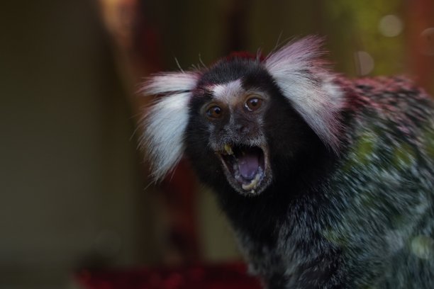saguinus