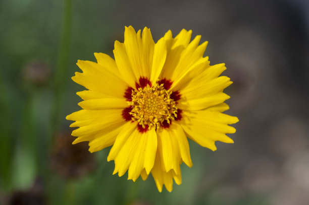 大花金鸡菊