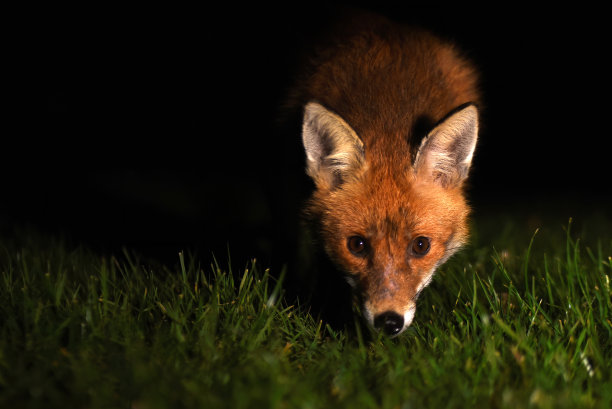 foxface