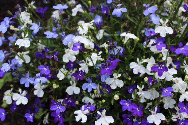 lobelia
