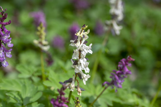 corydalis