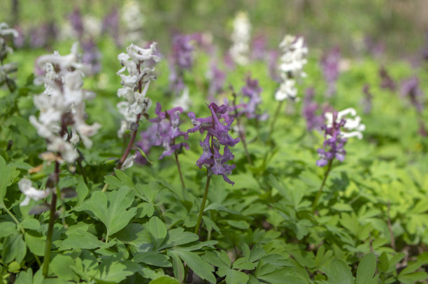 corydalis