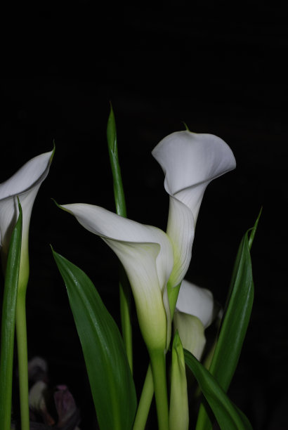calla