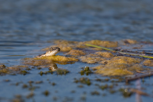 natrix