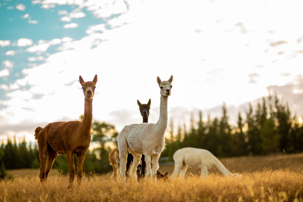 alpaca