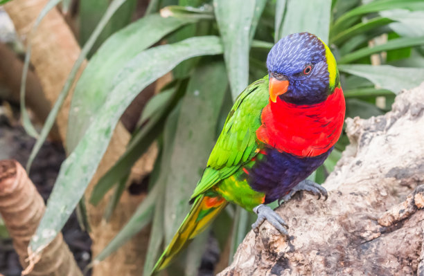 lorikeet