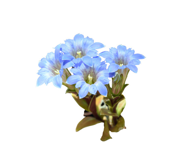 gentian