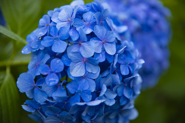 calluna