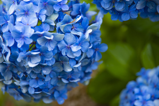 calluna