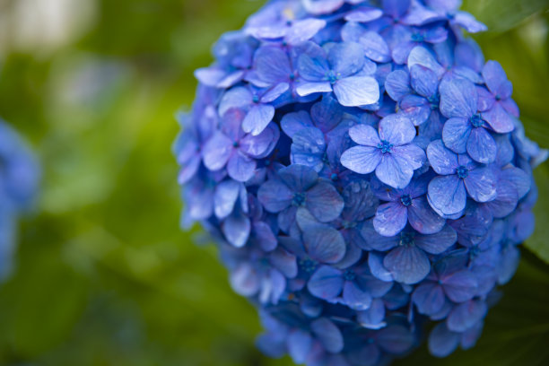 calluna