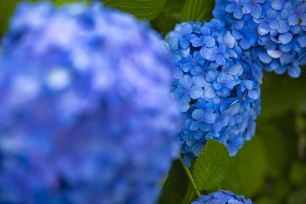 calluna