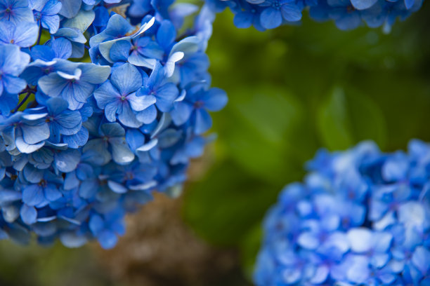 calluna