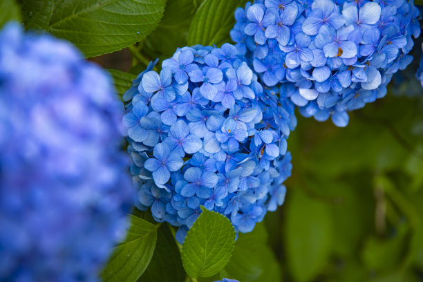 calluna