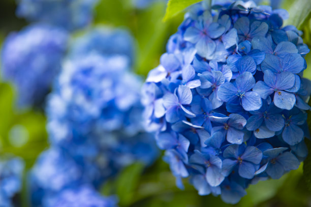 calluna