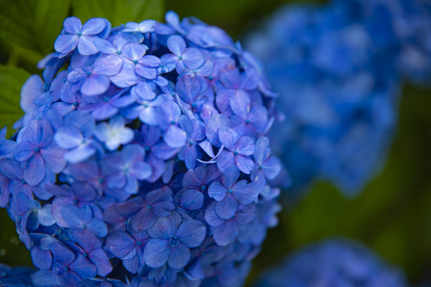 calluna