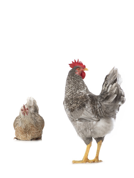 cock