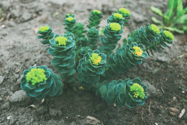 rhodiola