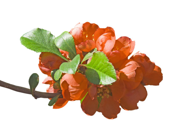 chaenomeles
