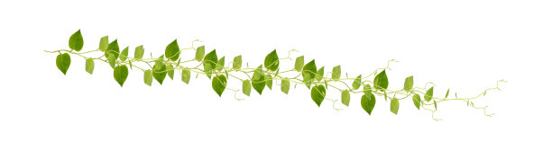 vitis