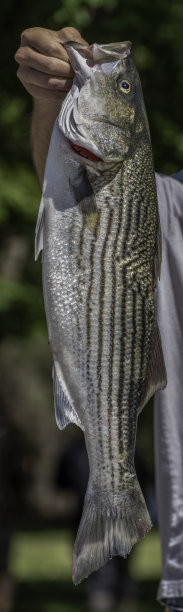 rockfish