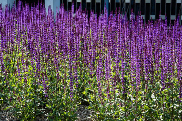 salvia