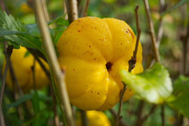 chaenomeles