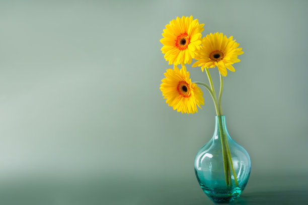 gerbera