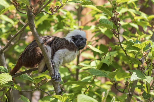 saguinus