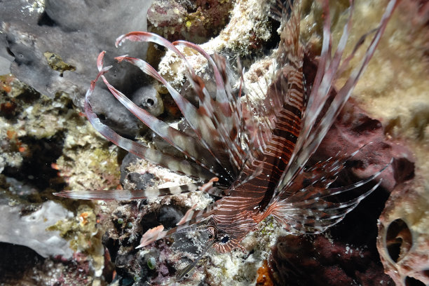 lionfish