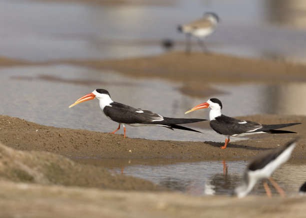 skimmer
