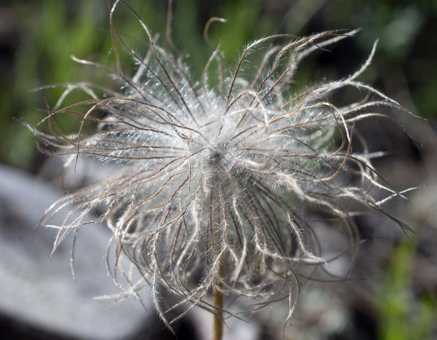 wispy