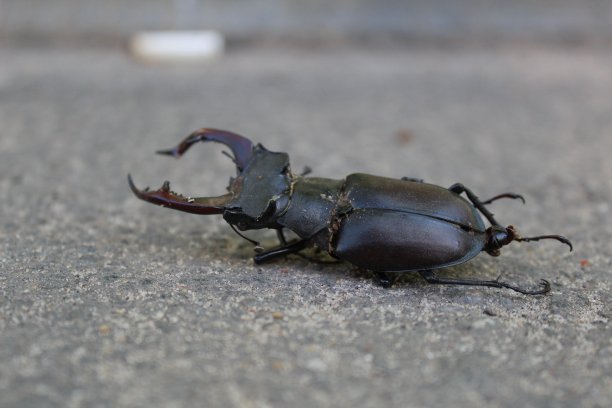 arthropod