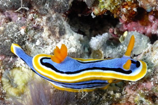 mollusk
