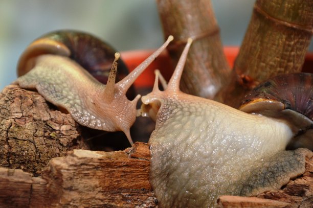 gastropod