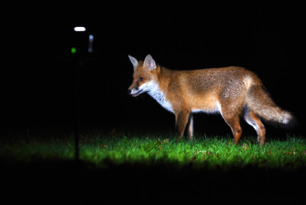 foxface