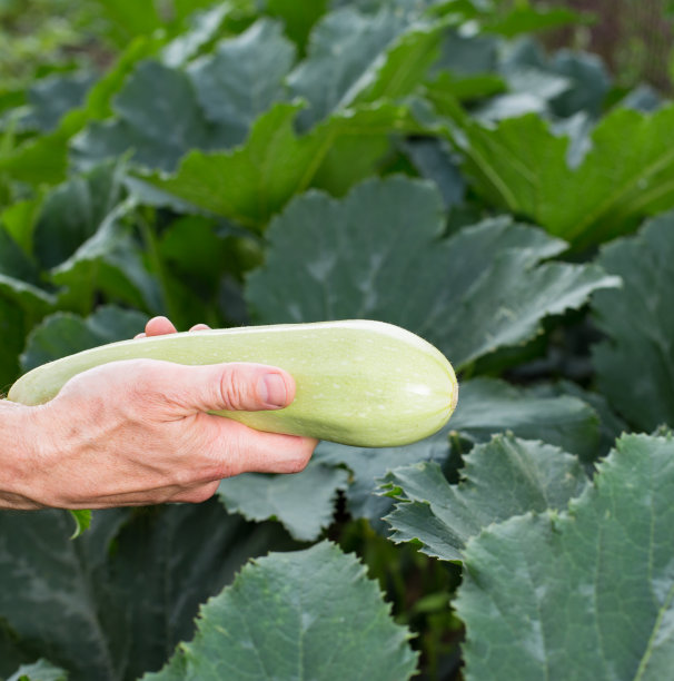 courgette