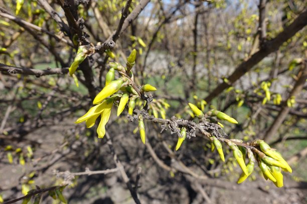 forsythia