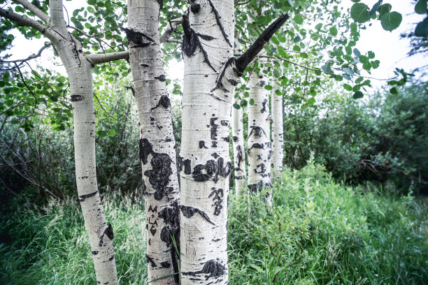 aspen