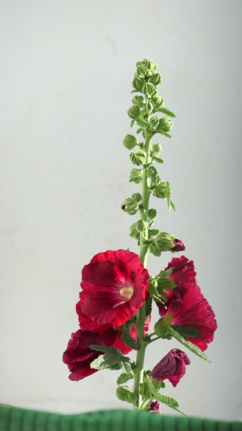 stockrose