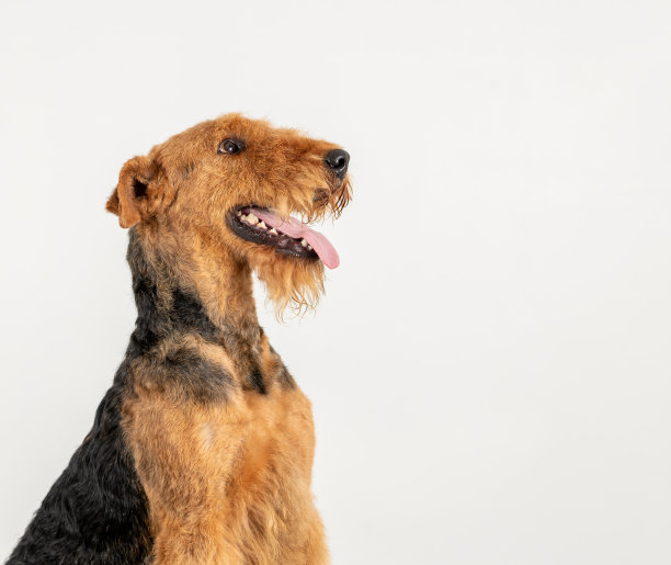 airedale